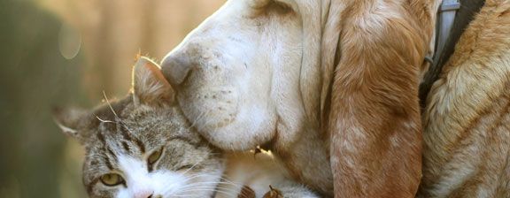 Las mascotas ideales para Capricornio